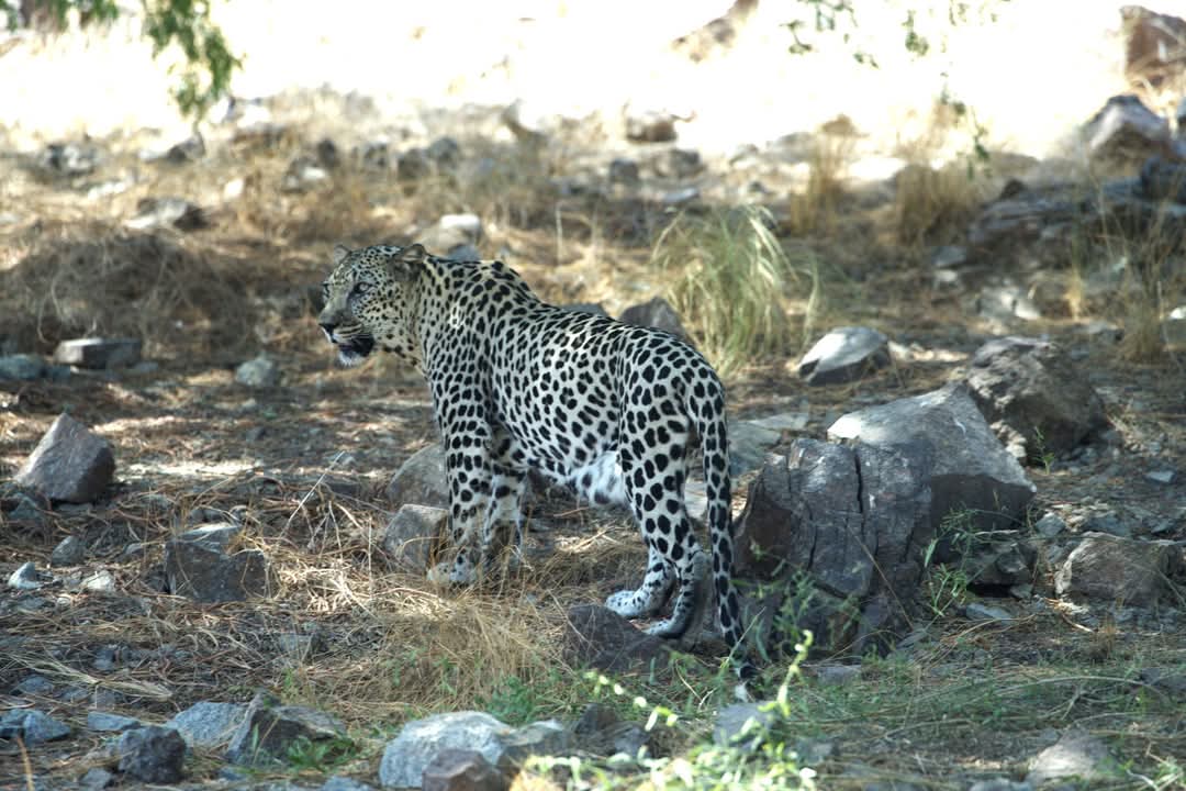 Arabian Leopard,  Al Hefaiyah Conservation Centre