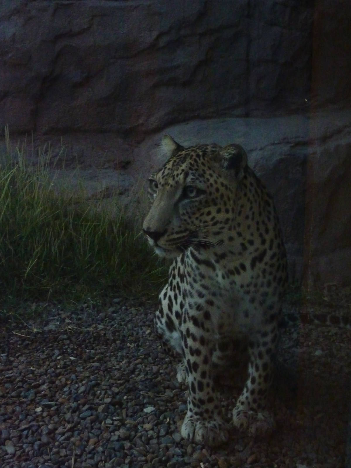 Arabian leopard, December 2011.
