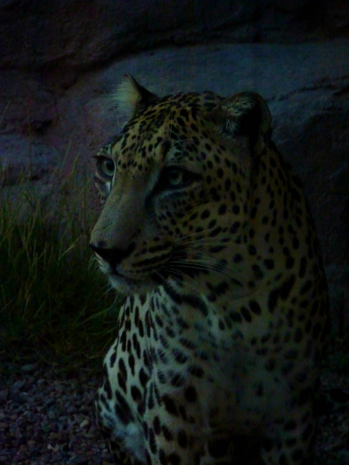 Arabian Leopard, December 2011.