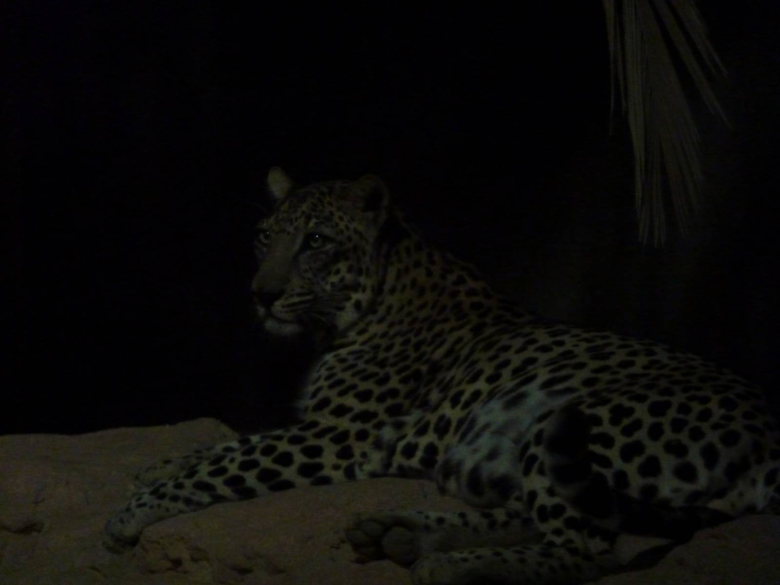 Arabian Leopard, December 2011.
