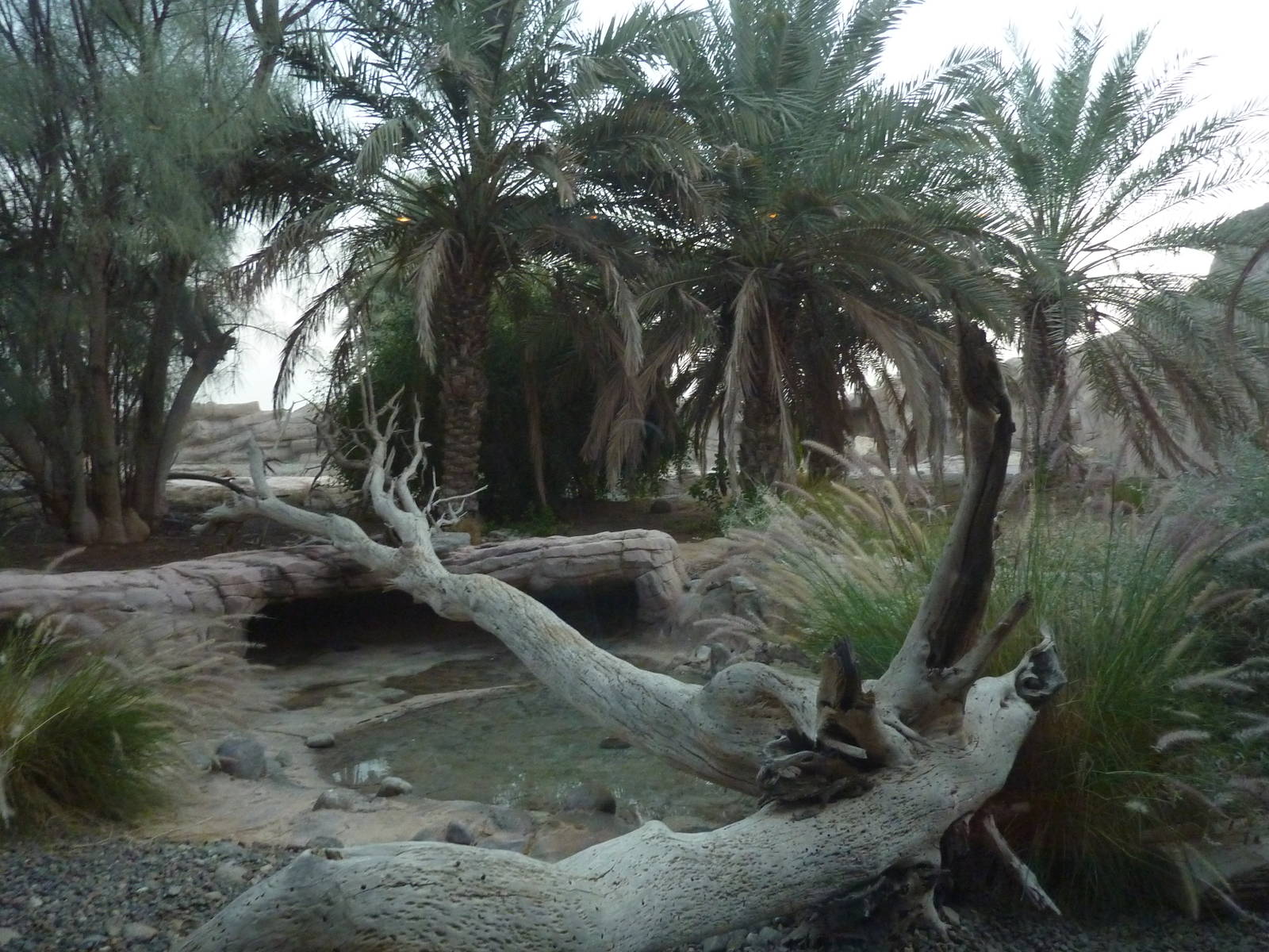Arabian leopard exhibit, December 2011.