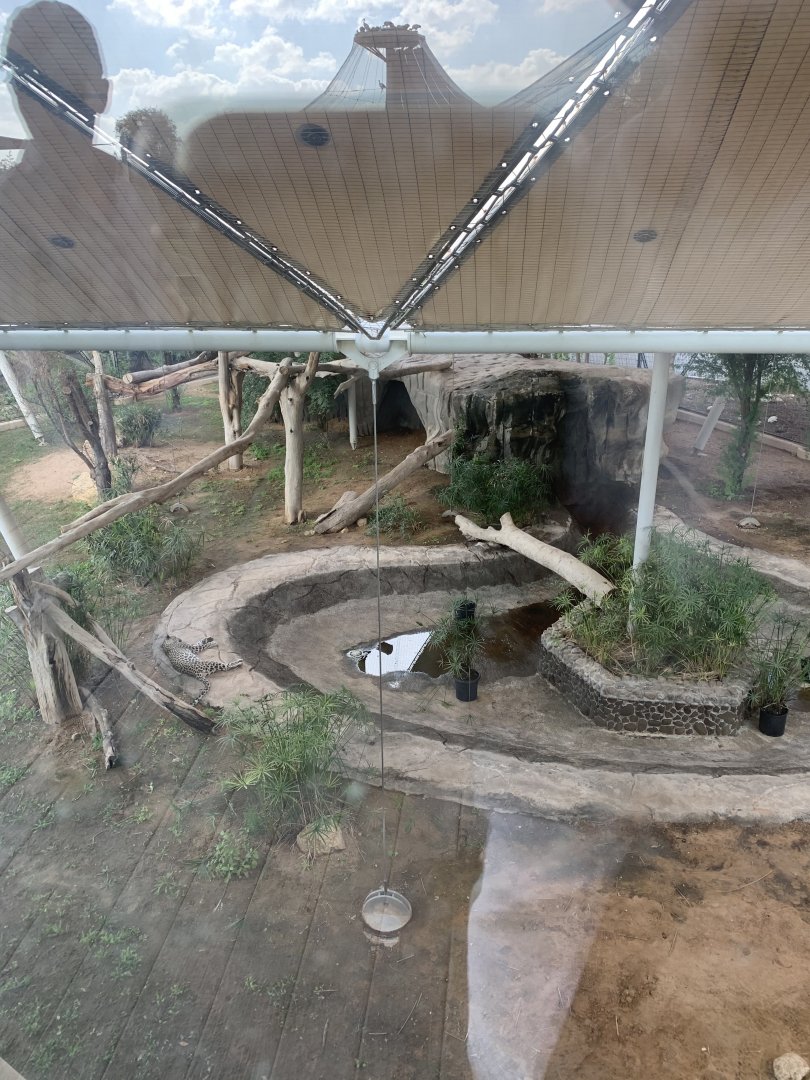 Arabian leopard exhibit