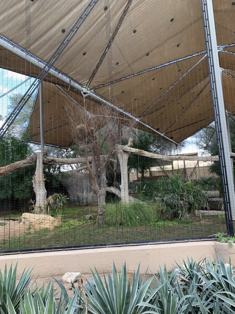 Arabian leopard exhibit
