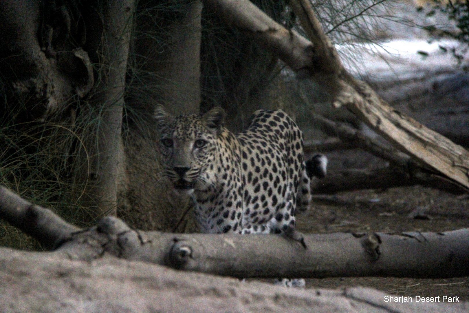 Arabian leopard (Panthera pardus nimr) Sept 2018