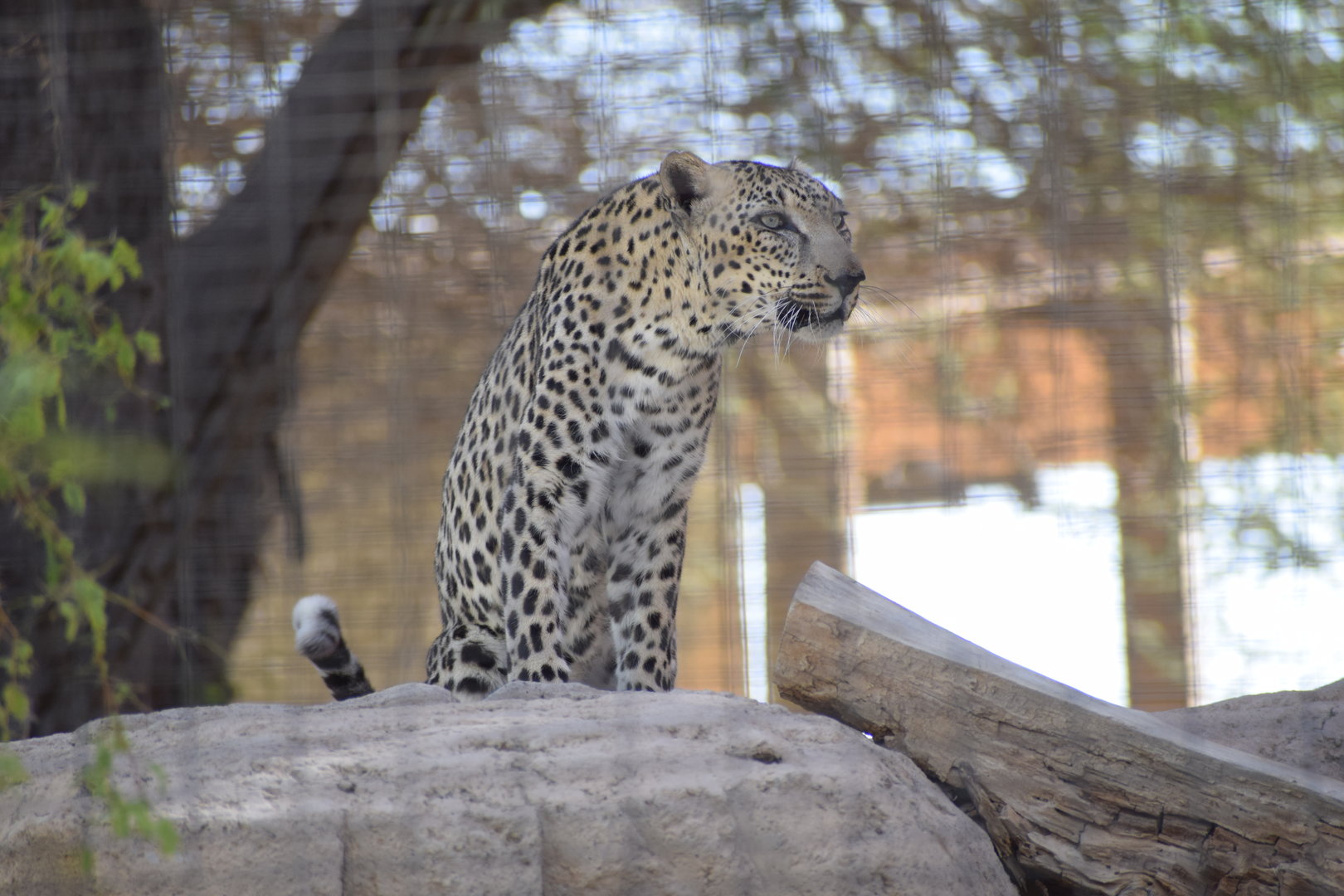 Arabian Leopard
