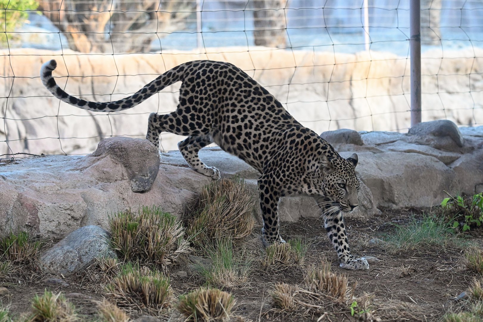 Arabian Leopard