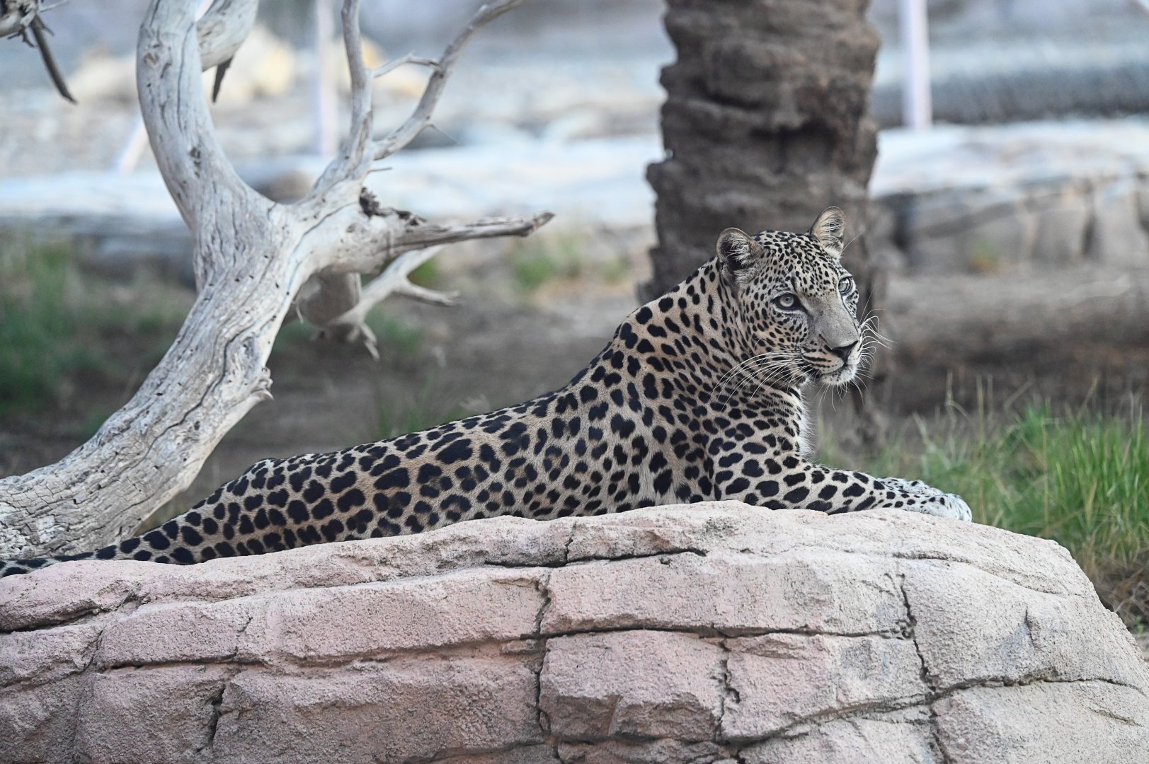Arabian Leopard