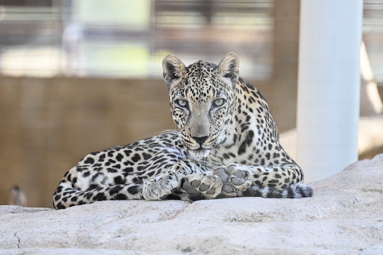 Arabian Leopard
