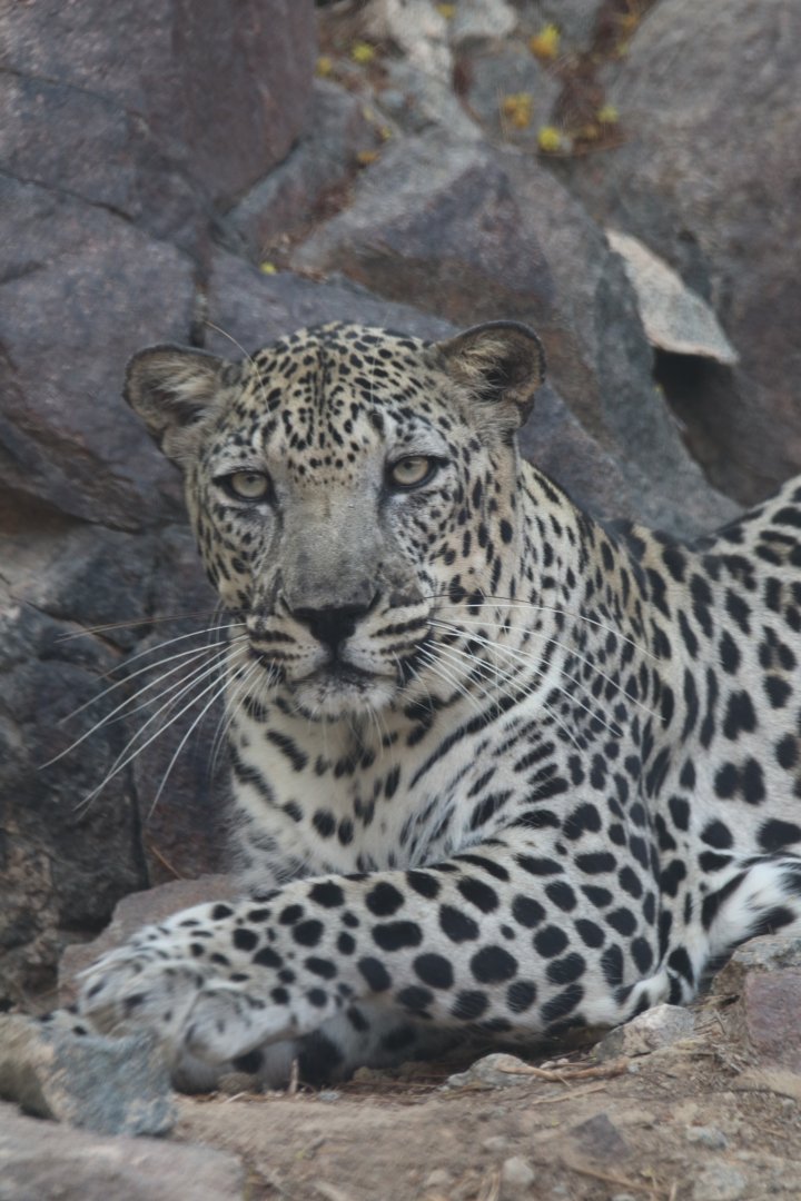 Arabian leopard