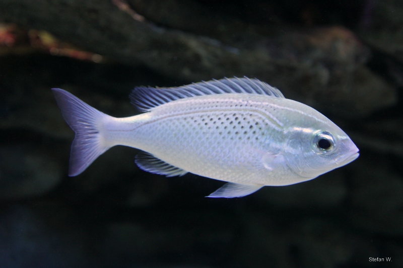 Arabian monocle bream (Scolopsis ghanam)
