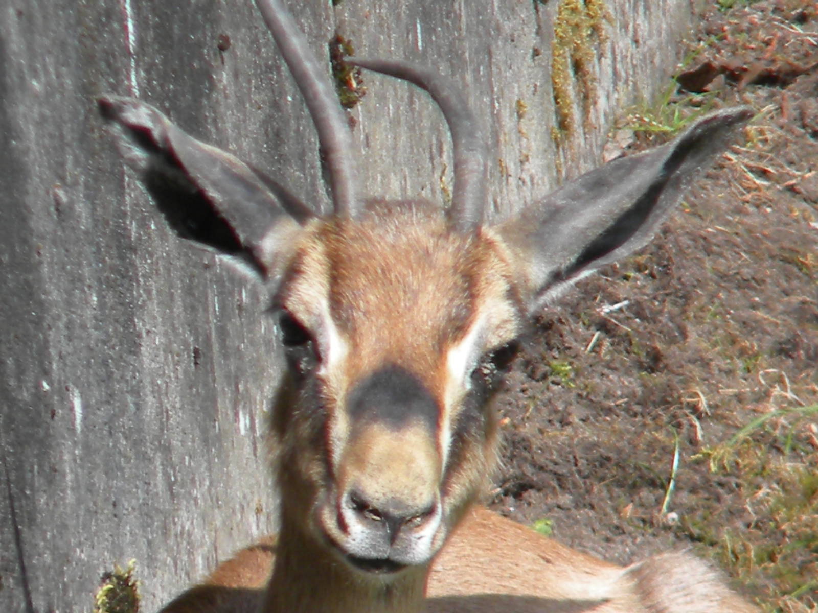 Arabian Mountain Gazelle at Blackpool Zoo 14/05/11