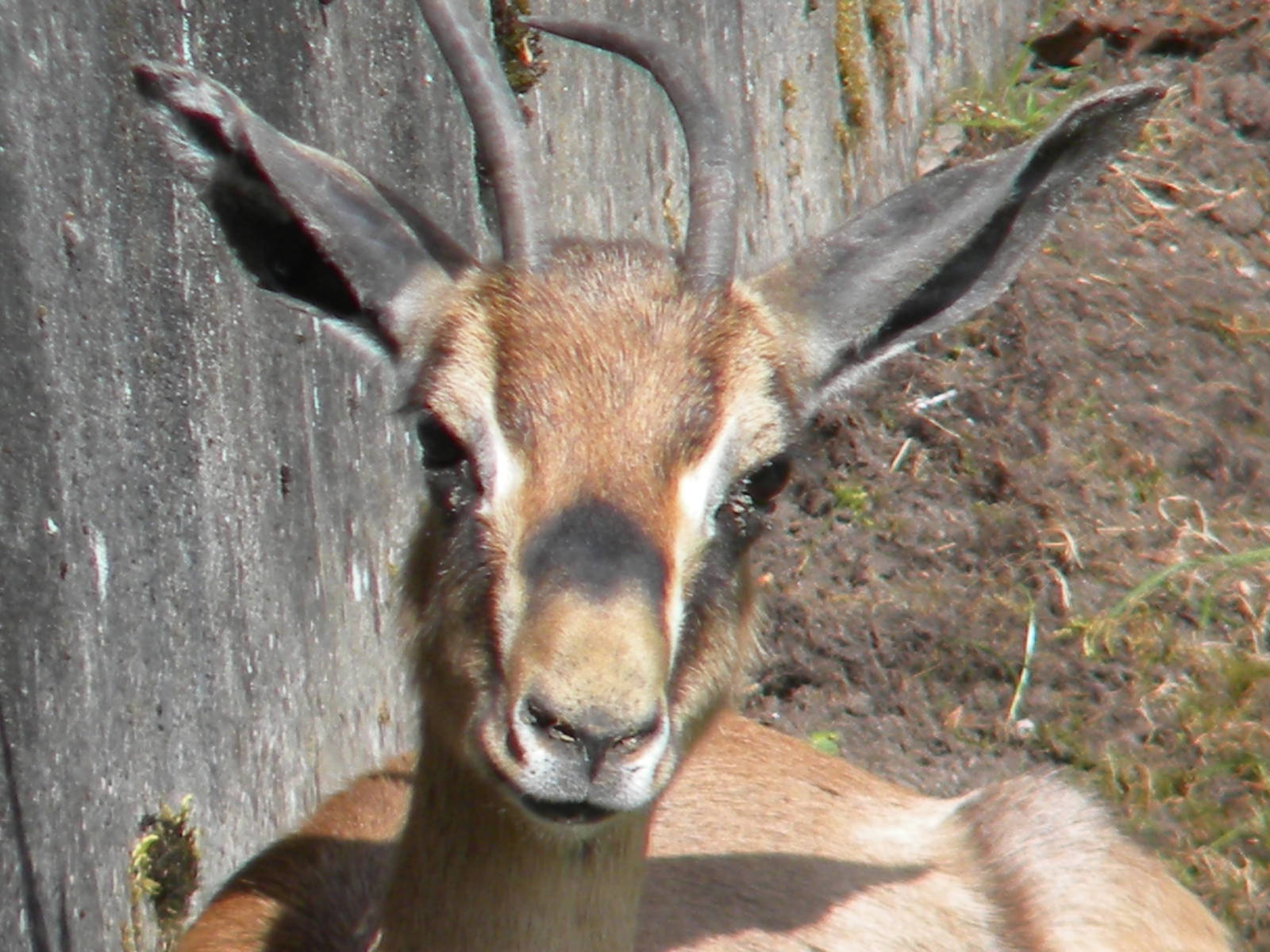 Arabian Mountain Gazelle at Blackpool Zoo 14/05/11