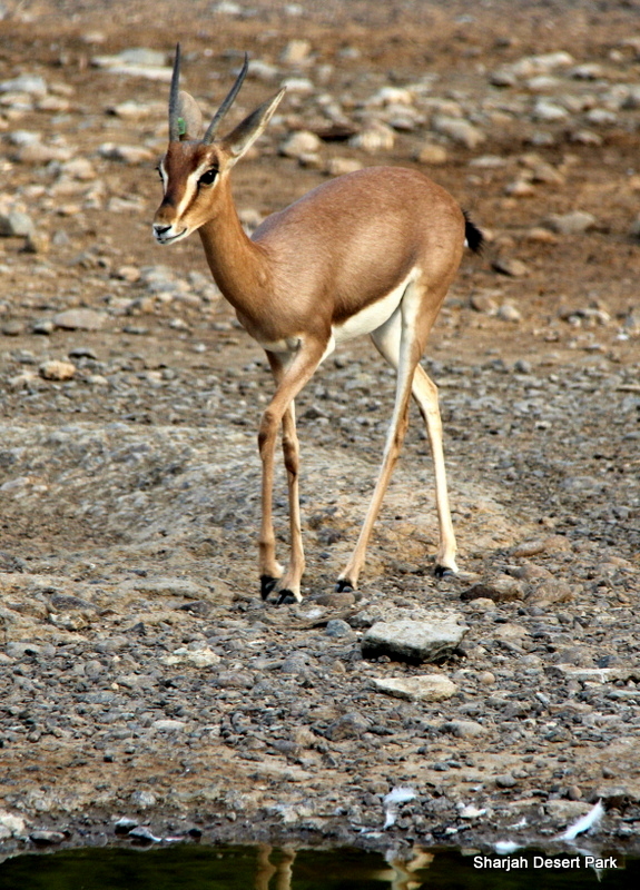 Arabian mountain gazelle (Gazella gazella cora) 2018