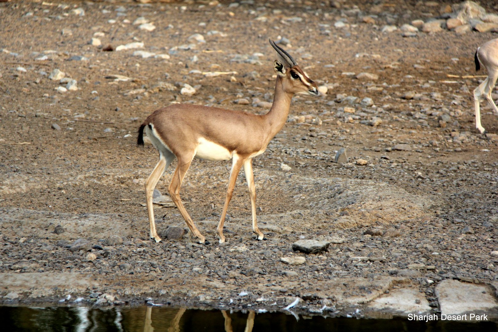 Arabian mountain gazelle (Gazella gazella cora) 2018