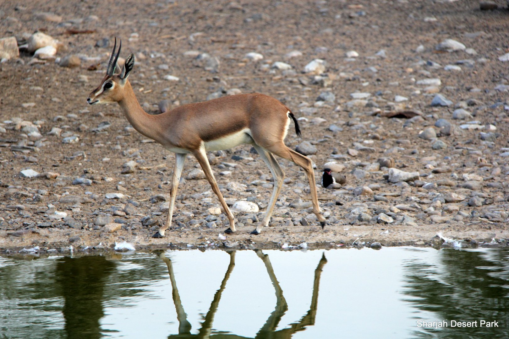 Arabian mountain gazelle (Gazella gazella cora) 2018