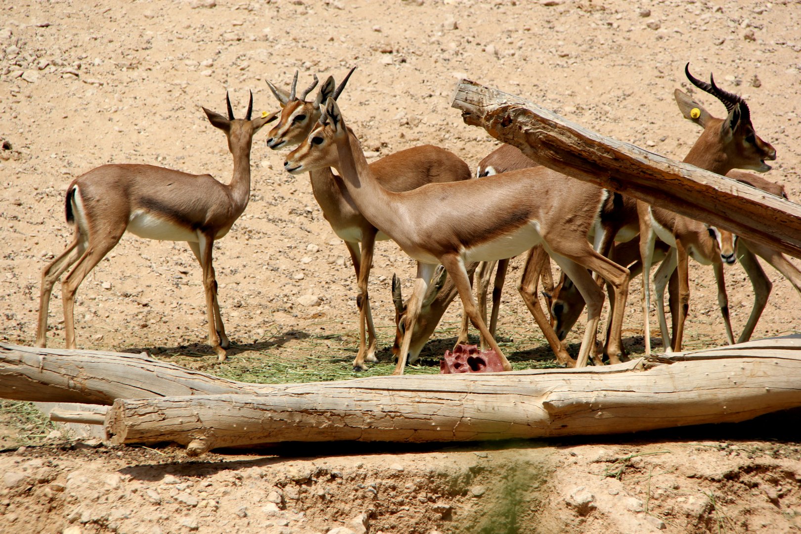 Arabian mountain gazelle (Gazella gazella cora)