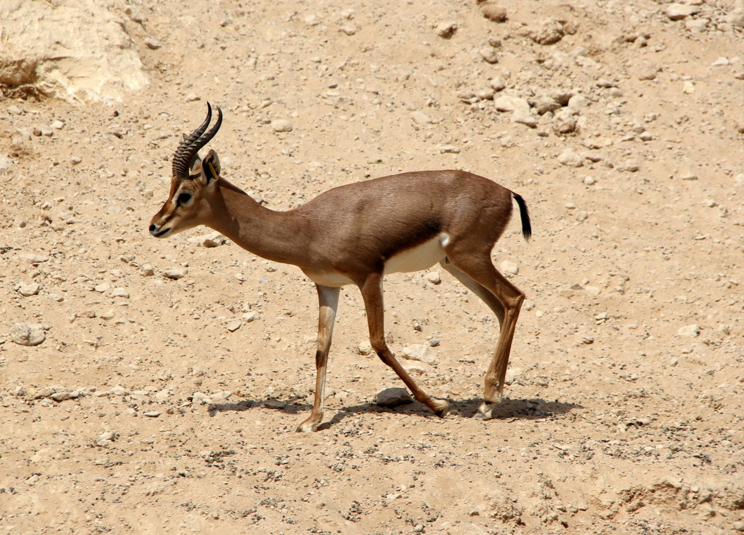 Arabian mountain gazelle (Gazella gazella cora)