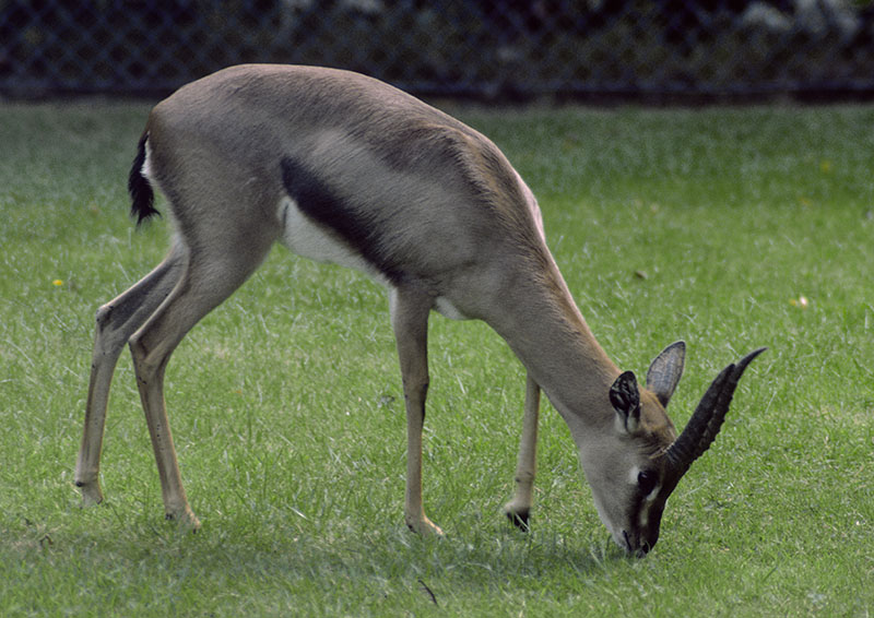Arabian mountain gazelle