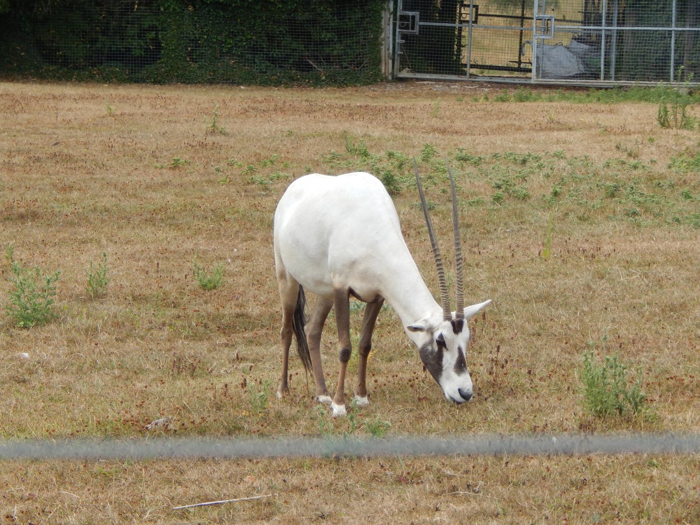 Arabian oryx 040822