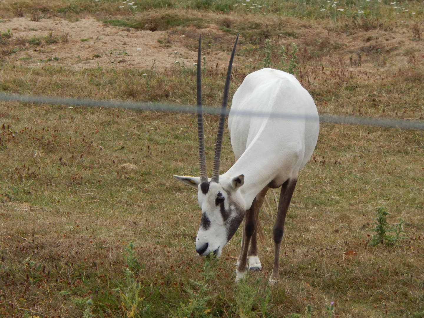 Arabian oryx 040822