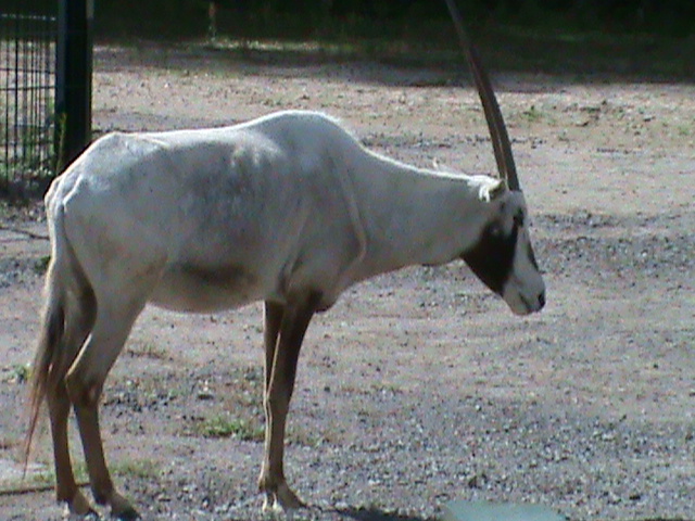 arabian oryx 050910