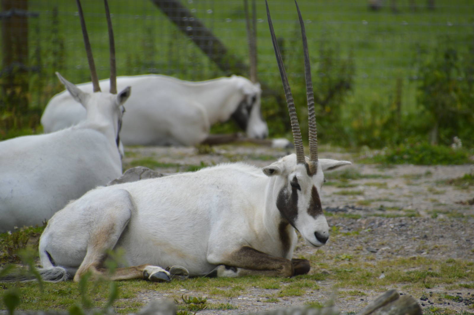Arabian Oryx 090716