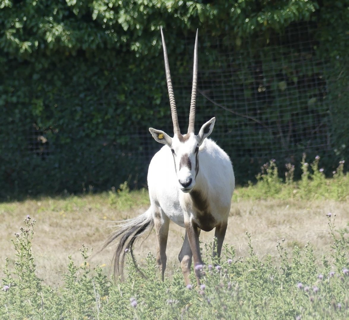 Arabian Oryx - 11.07.25