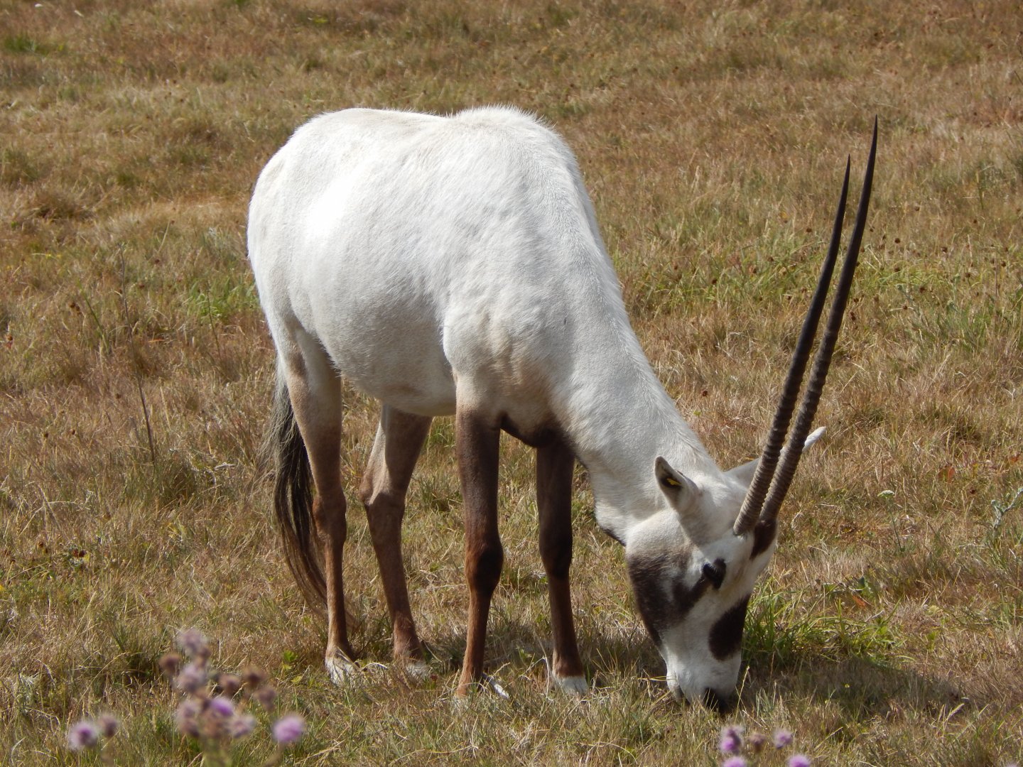 Arabian oryx 150725