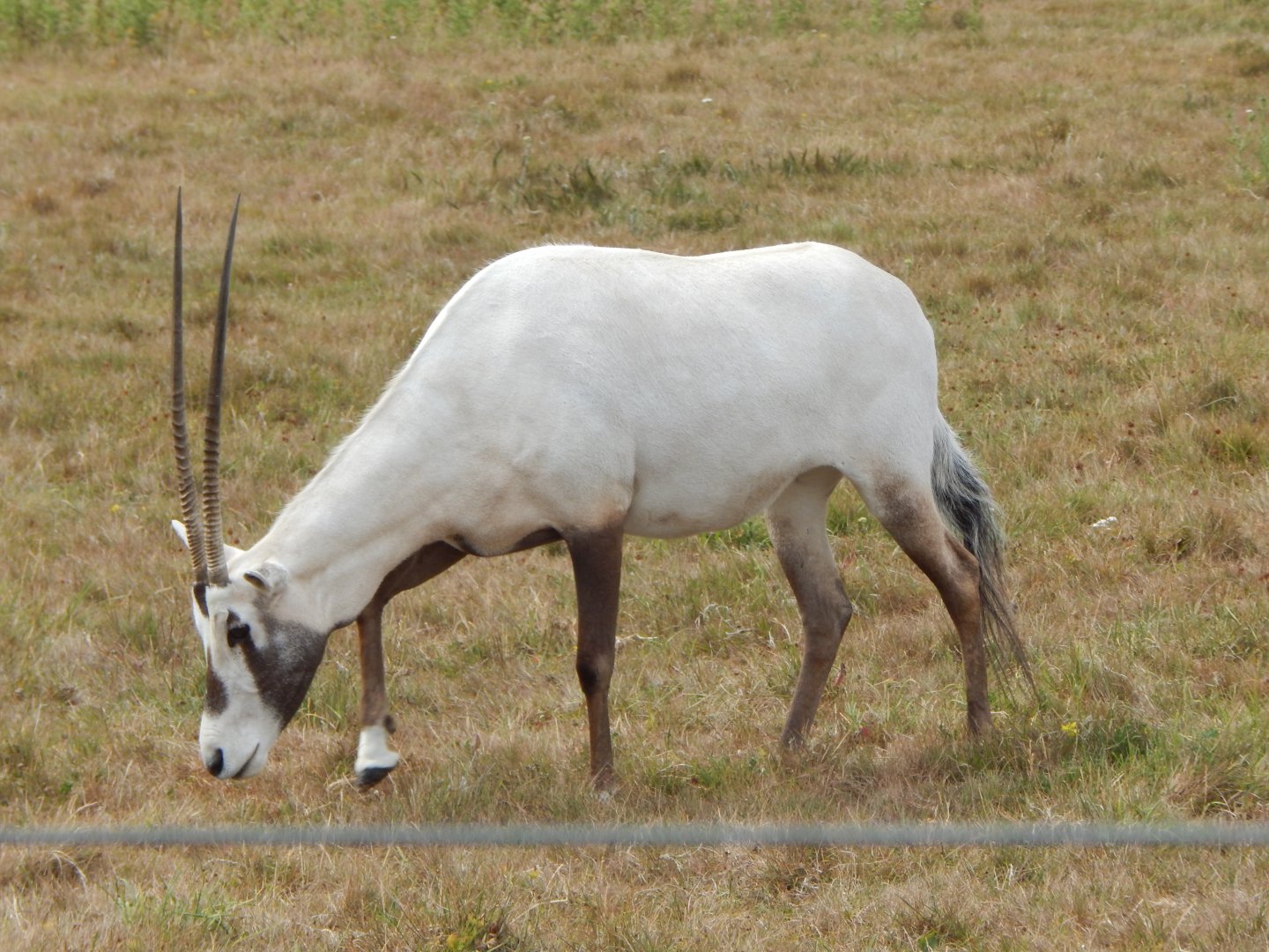 Arabian oryx 150725