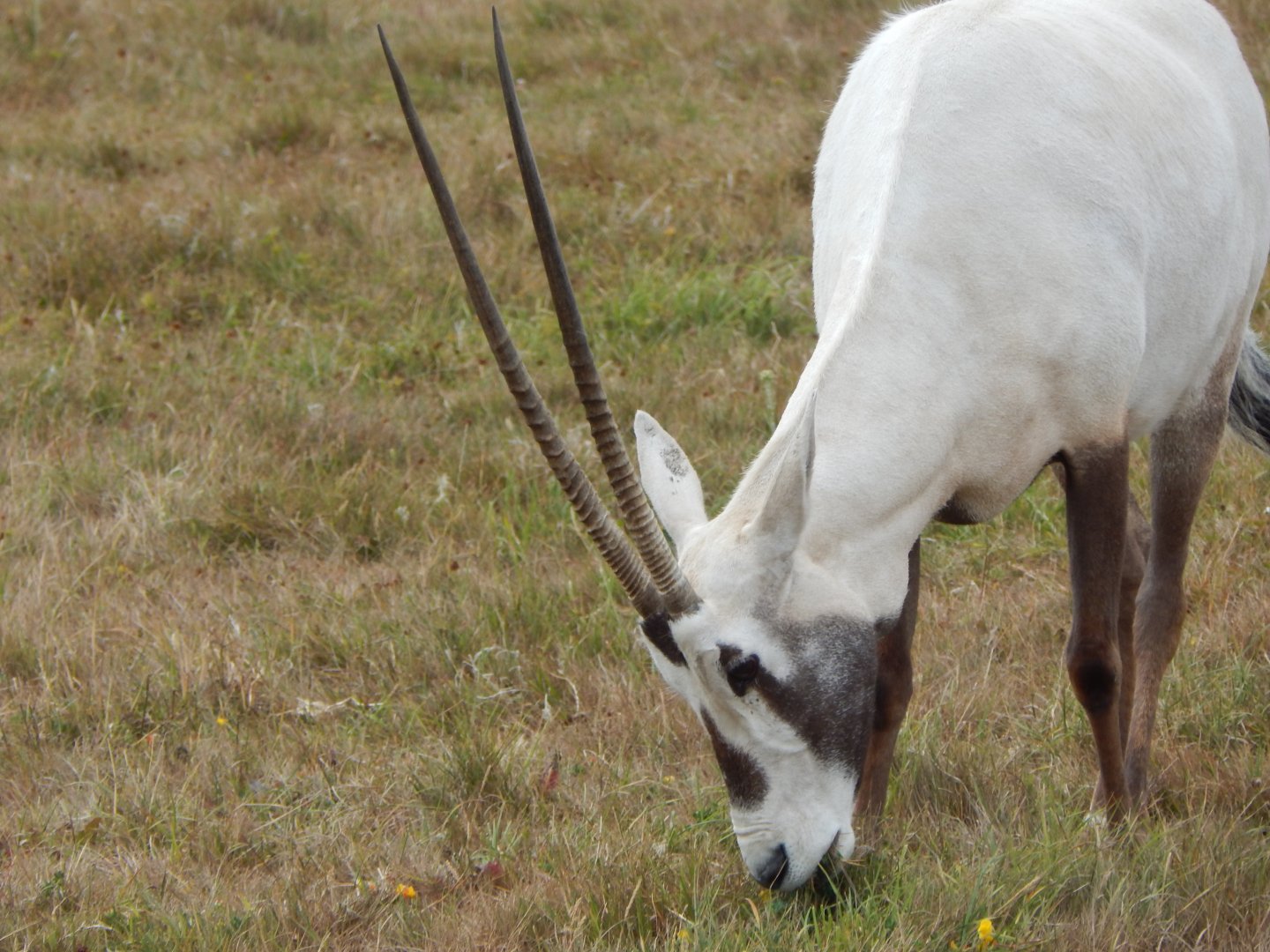 Arabian oryx 150725