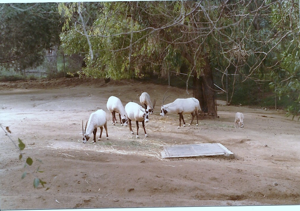 Arabian Oryx - 1982