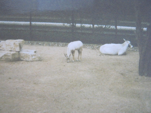 Arabian Oryx 1990.
