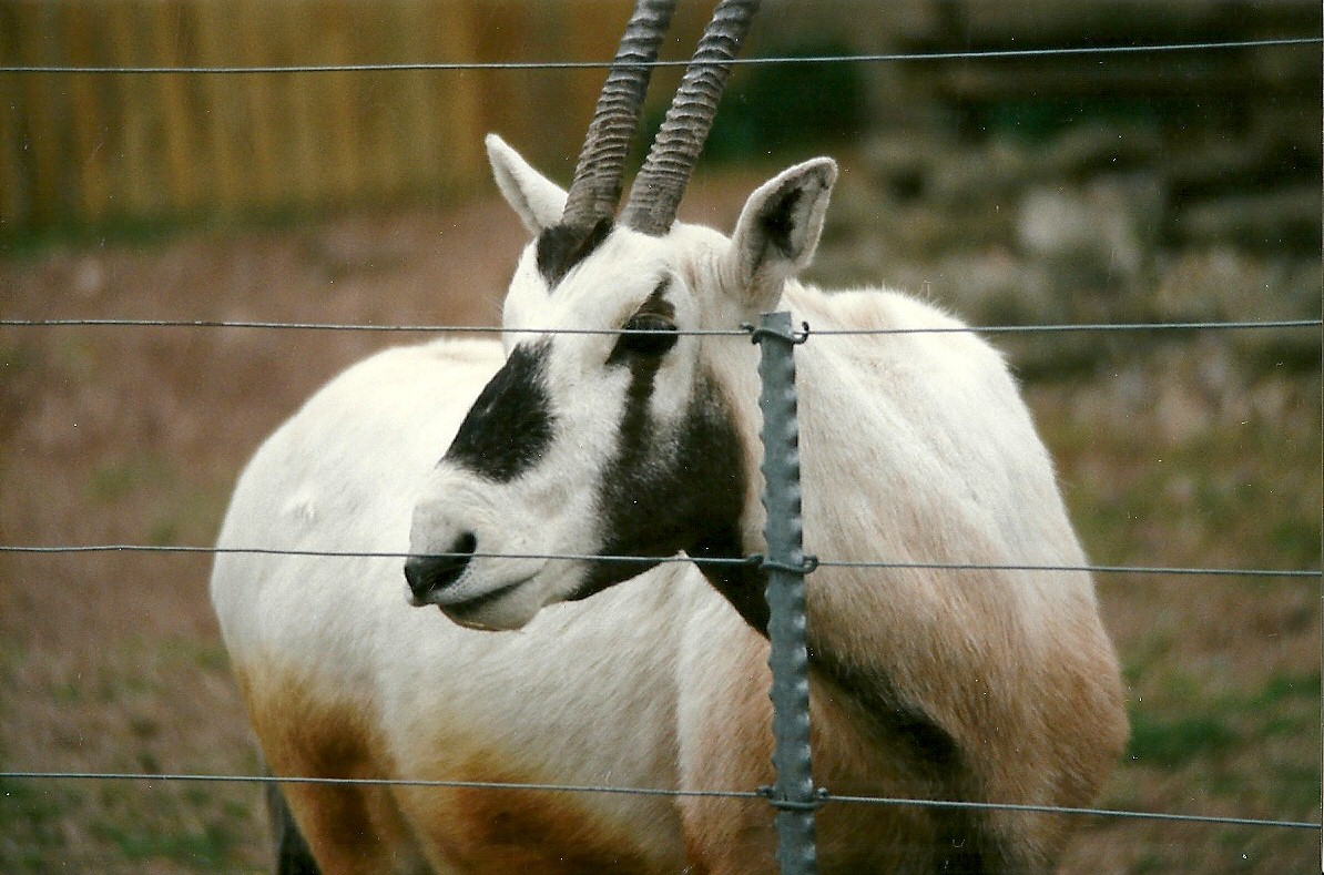 Arabian Oryx 5th April 1997