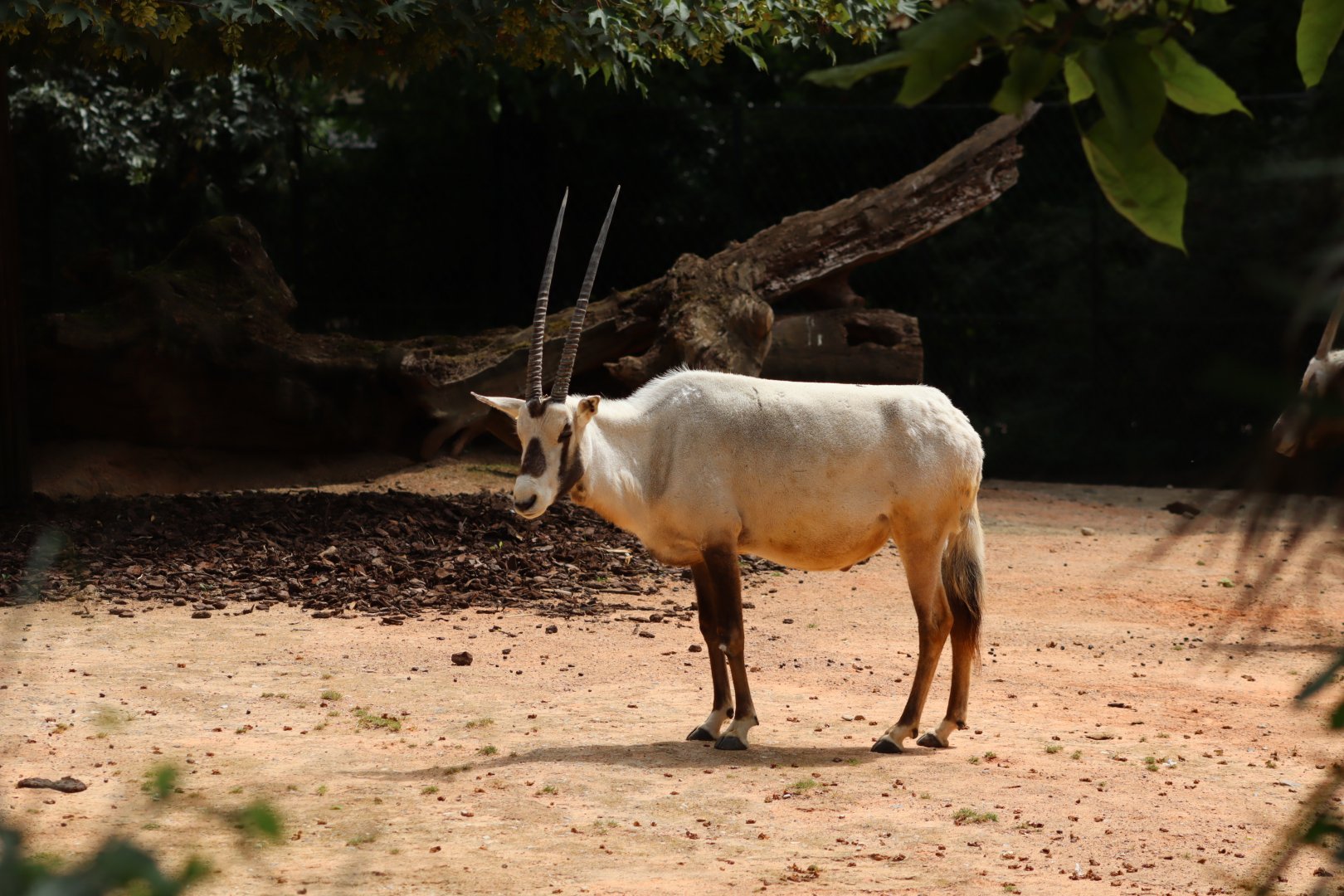 Arabian Oryx - 6th July 2024