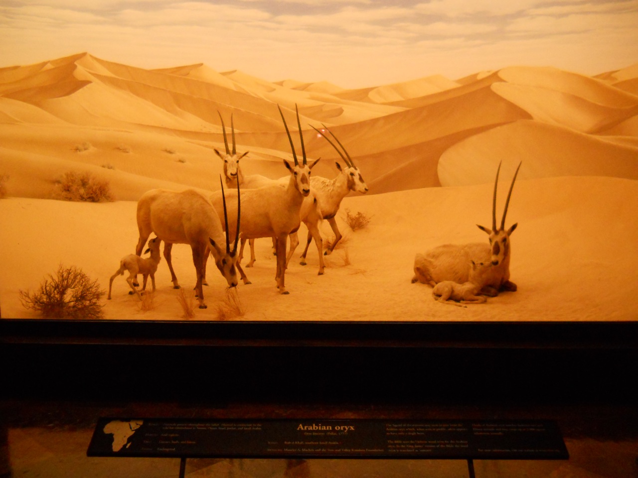 Arabian Oryx, African Mammal Hall