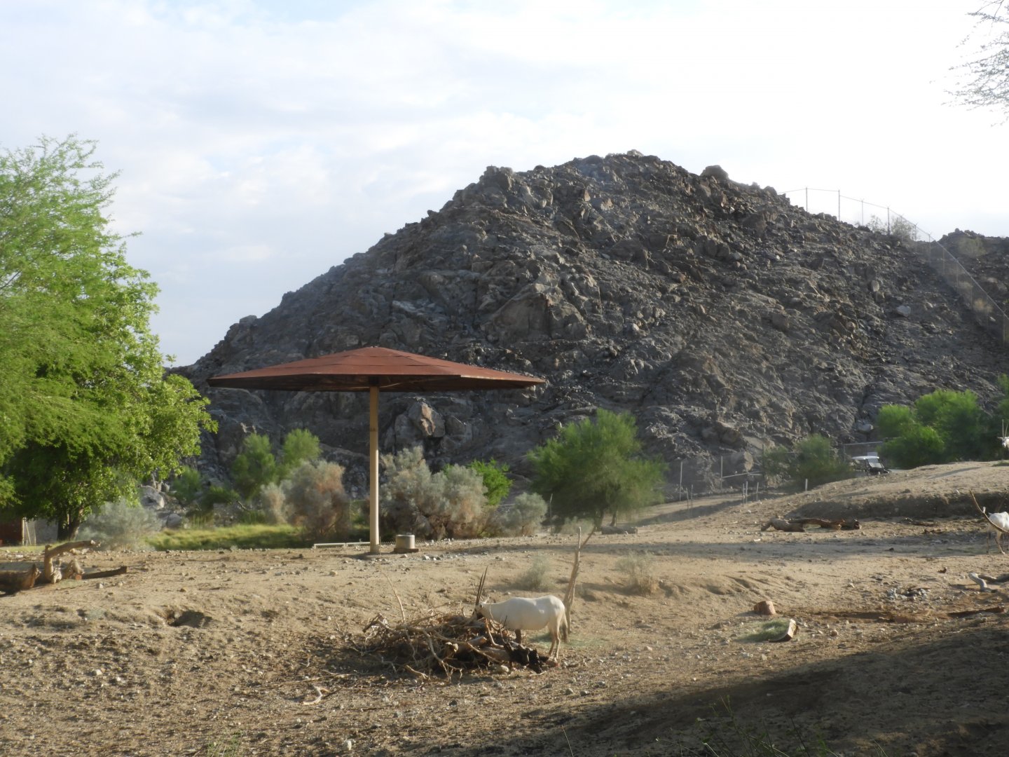Arabian oryx and bighorn sheep enclosures