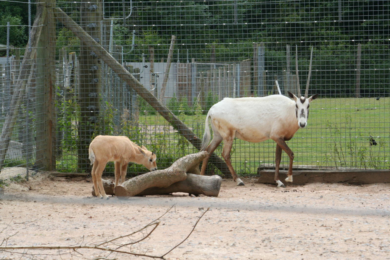 Arabian oryx and calf
