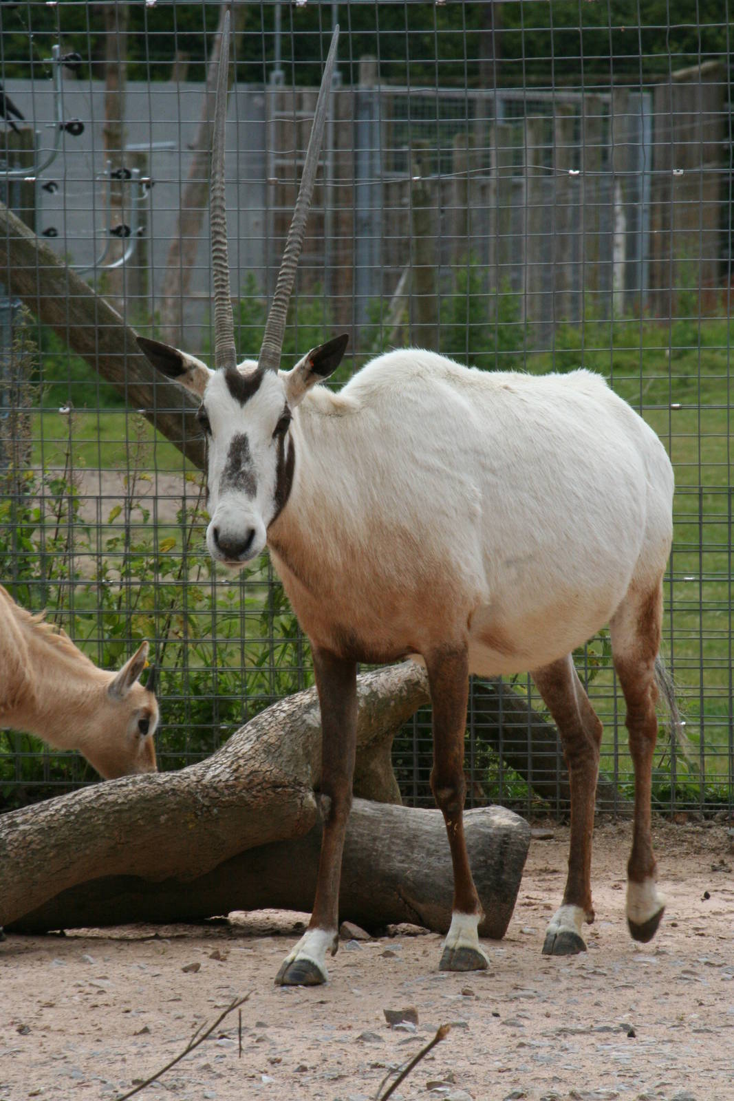 Arabian oryx and calf
