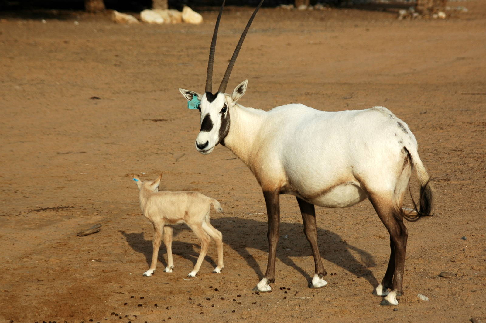 Arabian Oryx and calve  (Oryx leucoryx)