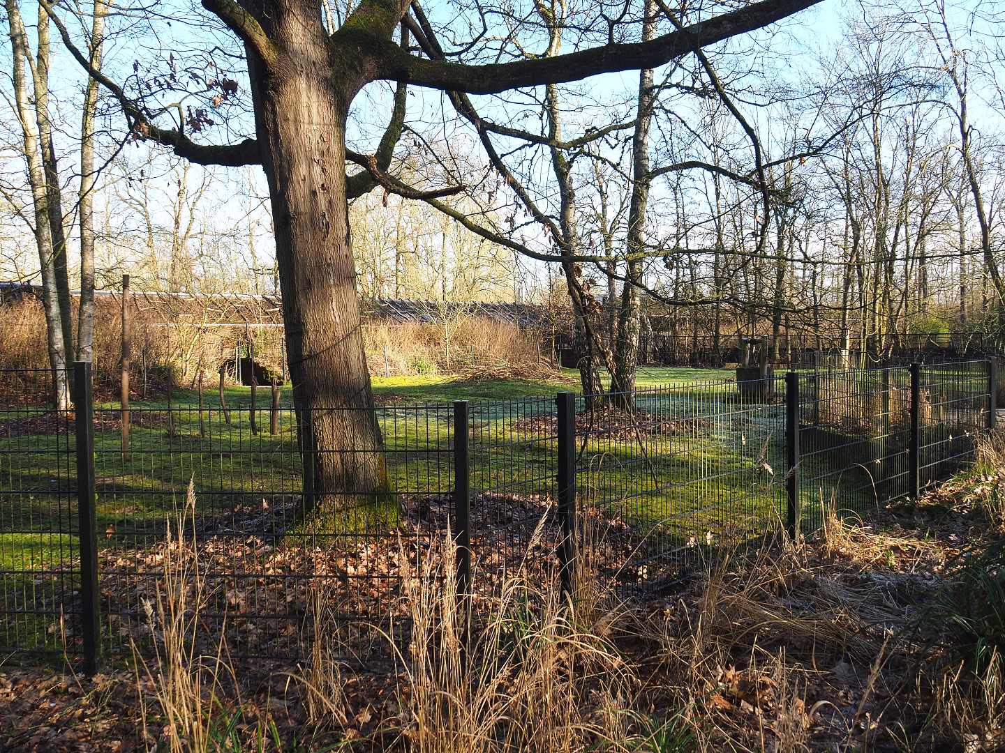 Arabian oryx and Slender-horned gazelle paddock, 2022-02-12