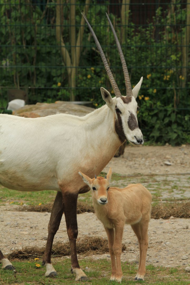 Arabian Oryx (April 2018)