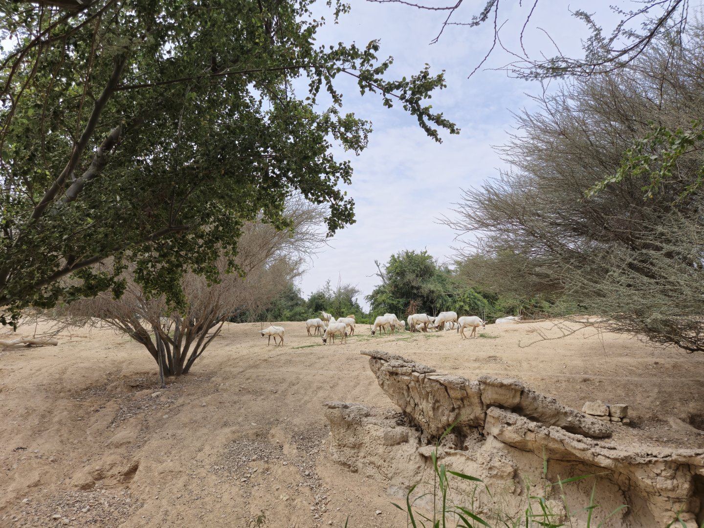 Arabian Oryx/Arabian Gazelle exhibit