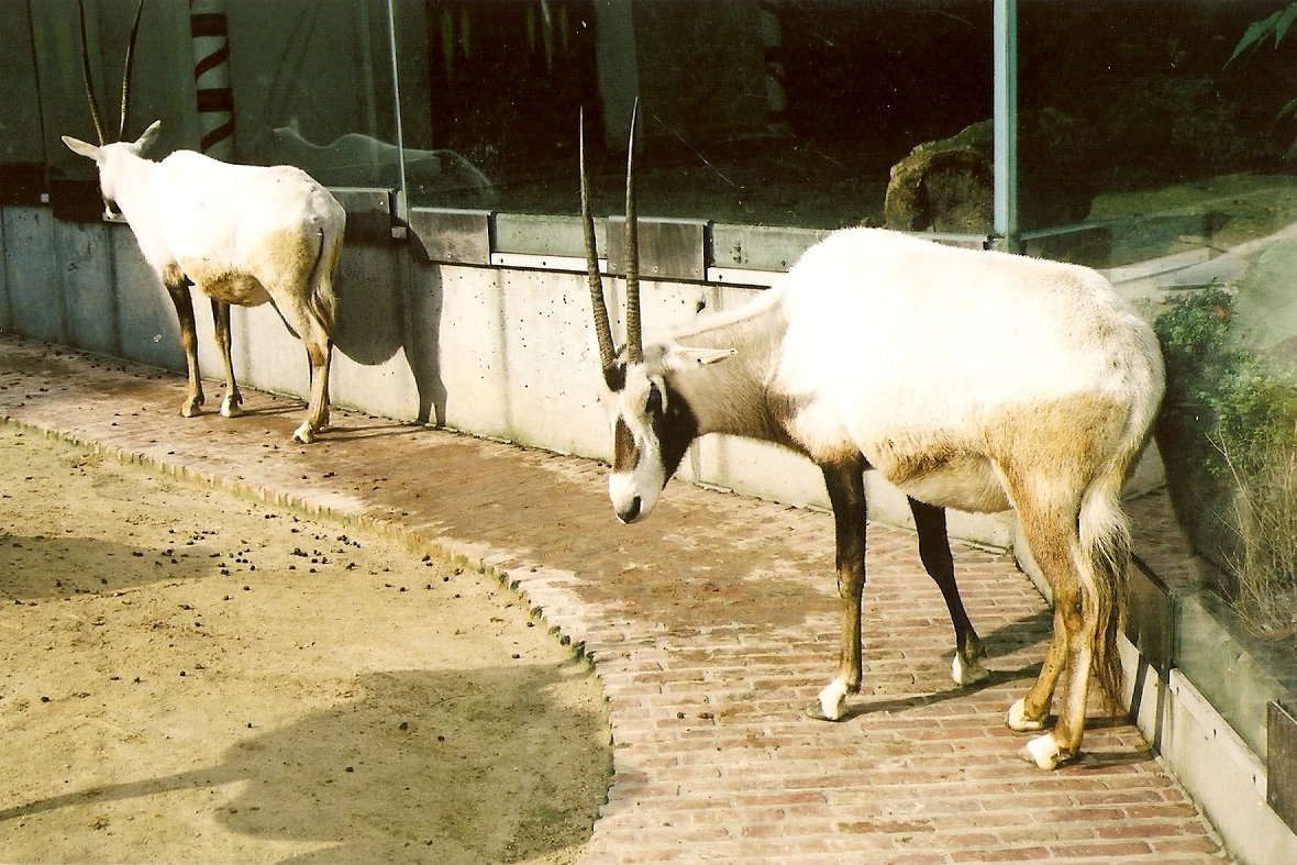 Arabian Oryx at Antwerp Zoo 2002