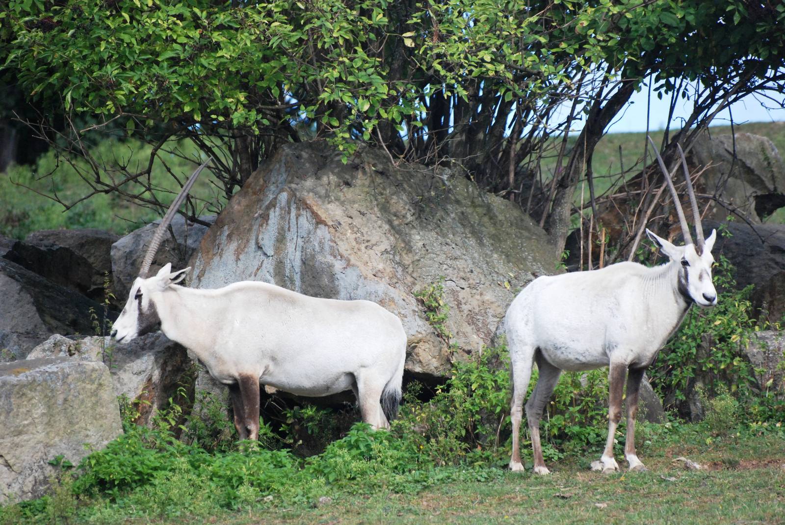 Arabian Oryx at Dvur Kralove, 27/08/12