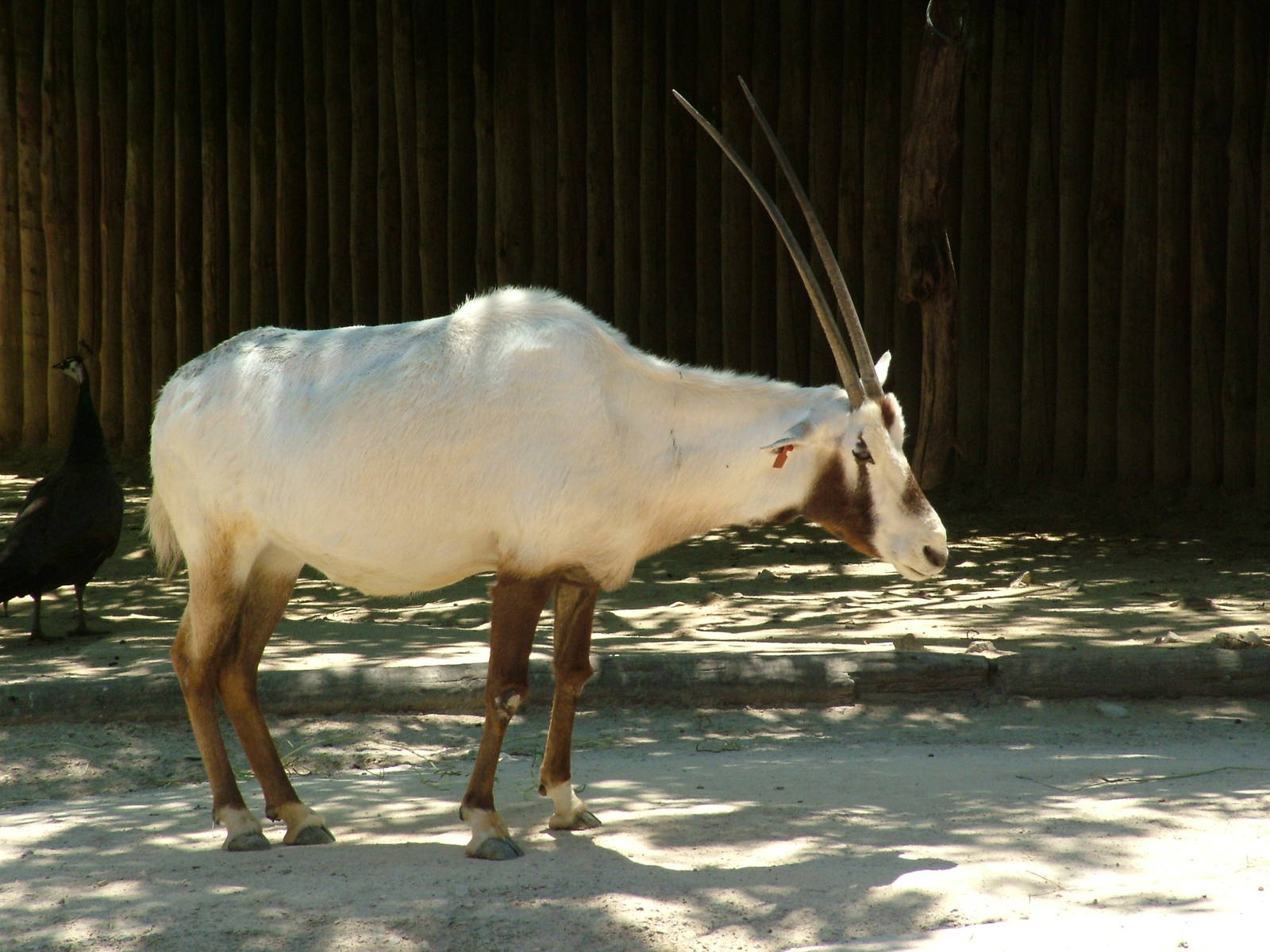 Arabian Oryx at Lisbon Zoo, 24/05/11