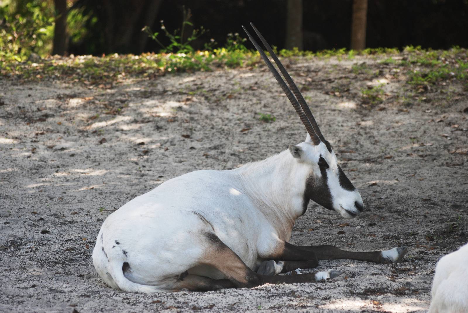 Arabian Oryx at Miami, 12/10/13