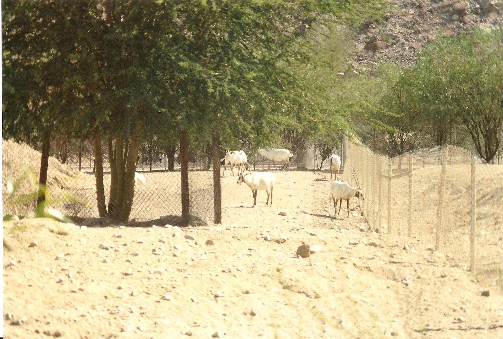 Arabian Oryx at The Living Desert, 1998