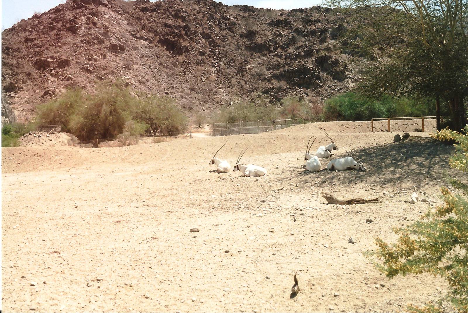 Arabian Oryx at The Living Desert, 1998
