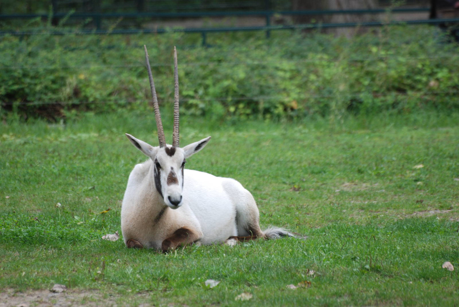 Arabian Oryx at Tierpark Berlin, 30/08/11