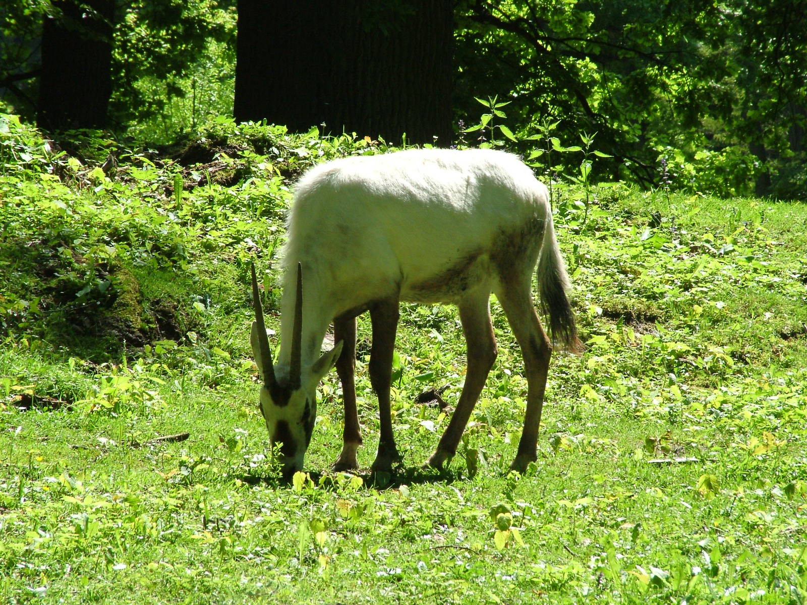 Arabian Oryx at Zlin, 28/05/10